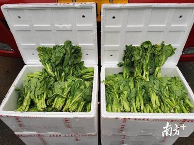 荆楚好味到丨广东大规模采购湖北农产品,今晨200吨果蔬进广州