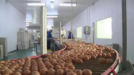 他们慕名来公安,只因这个国家级农业产业化龙头.