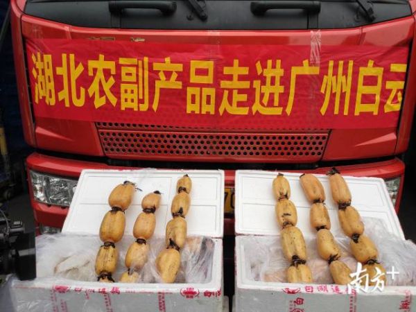 直击|广东节后首次大规模采购湖北农产品,今晨200吨果蔬进广州